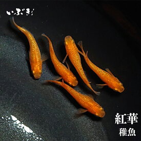 【稚魚】紅華(こうか) 指宿(いぶすき)メダカ 稚魚10匹 生体 販売 メダカ生体