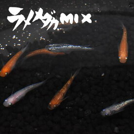 ラメメダカミックス(らめめだかみっくす) 指宿(いぶすき)メダカ 成魚10匹 生体 複数 種類 販売 セット メダカ生体