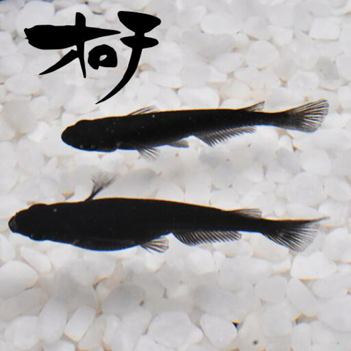 楽天市場 稚魚 オロチ おろち 指宿 いぶすき メダカ 稚魚10匹 生体 販売 指宿メダカとアクアリウム いぶき