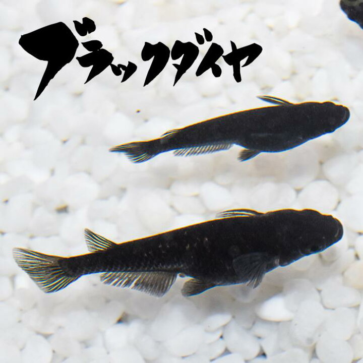 ランキング上位のプレゼント 稚魚 松井ヒレ長星河 まついひれながせいが 指宿 いぶすき メダカ 稚魚10匹 生体 販売 Champagne Dissaux Brochot Com