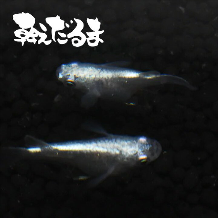 楽天市場 稚魚 幹之だるま みゆきだるま 指宿 いぶすき メダカ 稚魚10匹 生体 販売 指宿メダカとアクアリウム いぶき