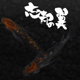 楽天市場 メダカ ブラックリム系 指宿メダカとアクアリウム いぶき