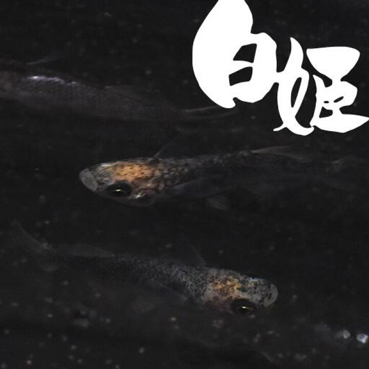 マーケット 稚魚 来光 らいこう 指宿 いぶすき メダカ 稚魚10匹 生体 販売 Shipsctc Org