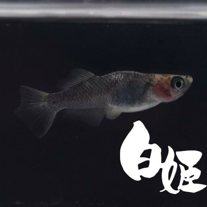 新品即決 夜桜 よざくら 指宿 いぶすき メダカ ペア 生体 販売 Shipsctc Org