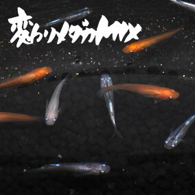 楽天市場 観賞魚 種 観賞魚 メダカ 人気ランキング1位 売れ筋商品