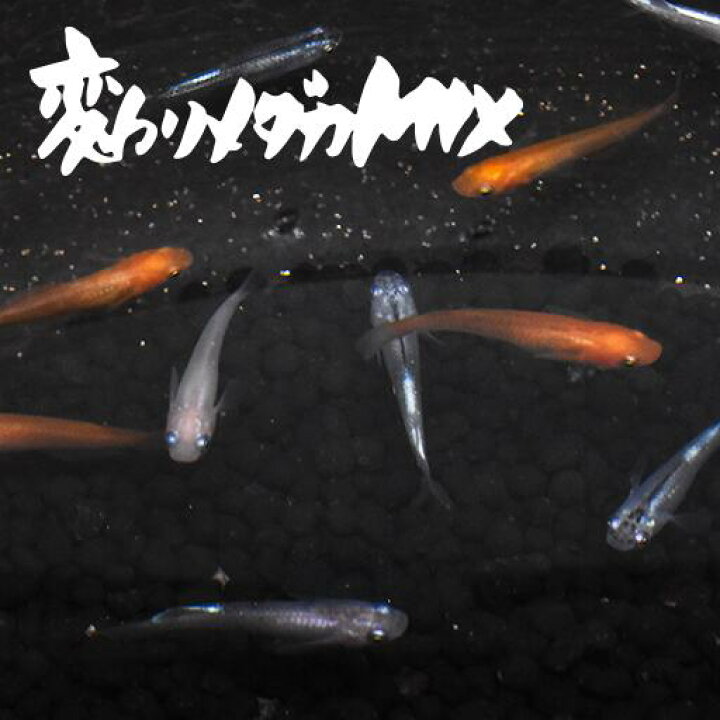 楽天市場 送料無料 稚魚 変わりメダカmix かわりめだかみっくす 指宿 いぶすき メダカ 稚魚匹 生体 複数 種類 販売 セット 指宿 メダカとアクアリウム いぶき