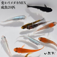 【送料無料(北海道・沖縄・離島を除く)】必ず6品種以上入っている / 変わりメダカミックス(かわりめだか…