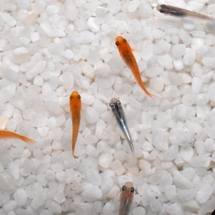 楽天市場 送料無料 稚魚 変わりメダカmix かわりめだかみっくす 指宿 いぶすき メダカ 稚魚匹 生体 複数 種類 販売 セット 指宿 メダカとアクアリウム いぶき