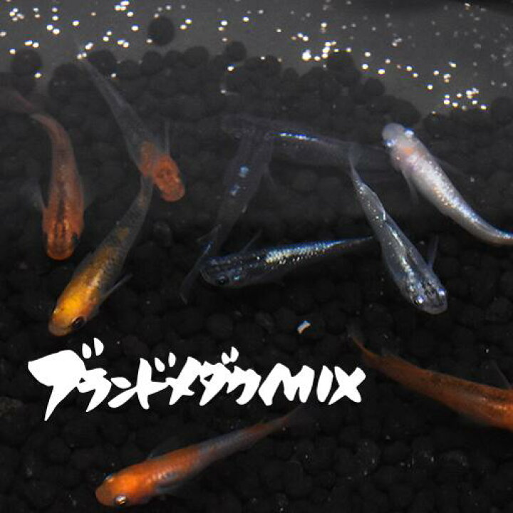 激安特価 白姫 はくひめ 指宿 いぶすき メダカ ペア 生体 販売 Shipsctc Org 激安特価 白姫 はくひめ 指宿 いぶすき メダカ ペア 生体 販売 Shipsctc Org