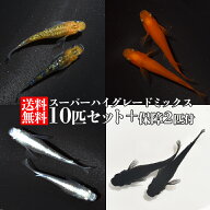 【保証2匹付き】4品種保証 スーパーハイグレードメダカMIX 夜桜パッケージ【送料無料(北海道・沖縄・離島…