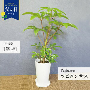 観葉植物 ツピダンサスの人気商品 通販 価格比較 価格 Com
