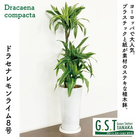 楽天市場 観葉植物 レモンライムの通販