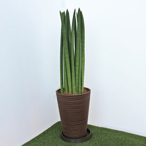 観葉植物 サンスベリア スタッキーの人気商品 通販 価格比較 価格 Com 観葉植物 サンスベリア スタッキーの人気商品 通販 価格比較 価格 Com