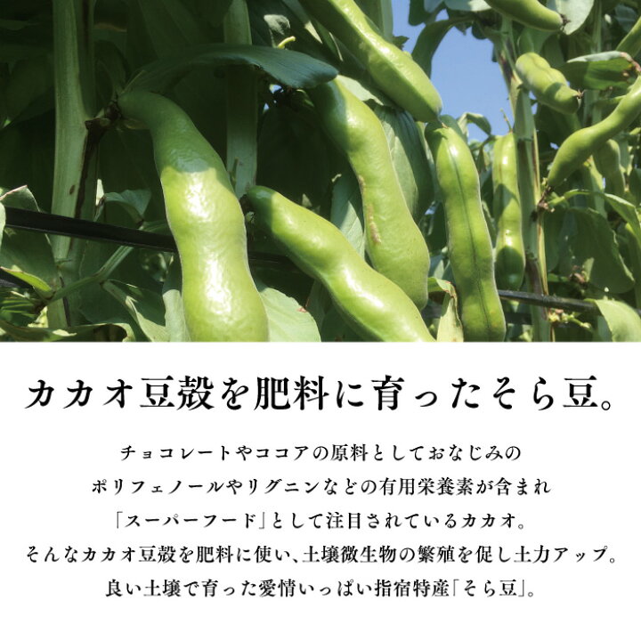 楽天市場 指宿特産 カカオを肥料に育ったそら豆2kg 鹿児島県指宿市山川産 そらまめ ソラマメ 指宿特産品ショップ