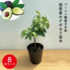 アボカド ギフト Diy 工具の人気商品 通販 価格比較 価格 Com