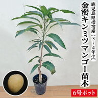 【鹿児島県 指宿産 金蜜（キンミツ）マンゴー 苗木1本 3〜4年生 6号ポット苗】マンゴー苗 苗 金蜜 キンミ…
