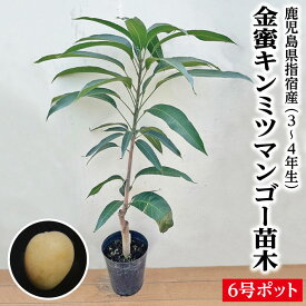 【鹿児島県 指宿産 金蜜（キンミツ）マンゴー 苗木1本 3〜4年生 6号ポット苗】マンゴー苗 苗 金蜜 キンミツ ギフト 特産品 鹿児島特産品 指宿特産品 観葉植物 観葉 父の日