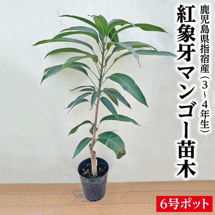 楽天市場】☆レア品種☆入荷しました！【指宿産 紅象牙マンゴー 苗木1 