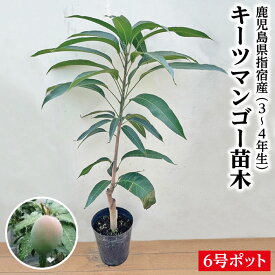 【鹿児島県 指宿産 キーツマンゴー苗木1本 3〜4年生 6号ポット苗】マンゴー苗 苗 キーツマンゴー キーツ 特産品 鹿児島特産品 指宿特産品 ギフト 苗木 父の日