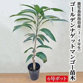 ★レア品種★入荷しました！【指宿産 ゴールデンナゲットマンゴー 苗木1本 3〜4年生 6号ポット苗】ゴールデンナゲット 苗木 マンゴー苗 苗 苗木 ギフト 前園植物園 鹿児島県 指宿産 特産品 鹿児島特産品 指宿特産品