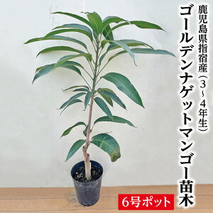 マンゴー苗」の人気商品一覧 | 安い商品を通販サイトから探す - 価格.com