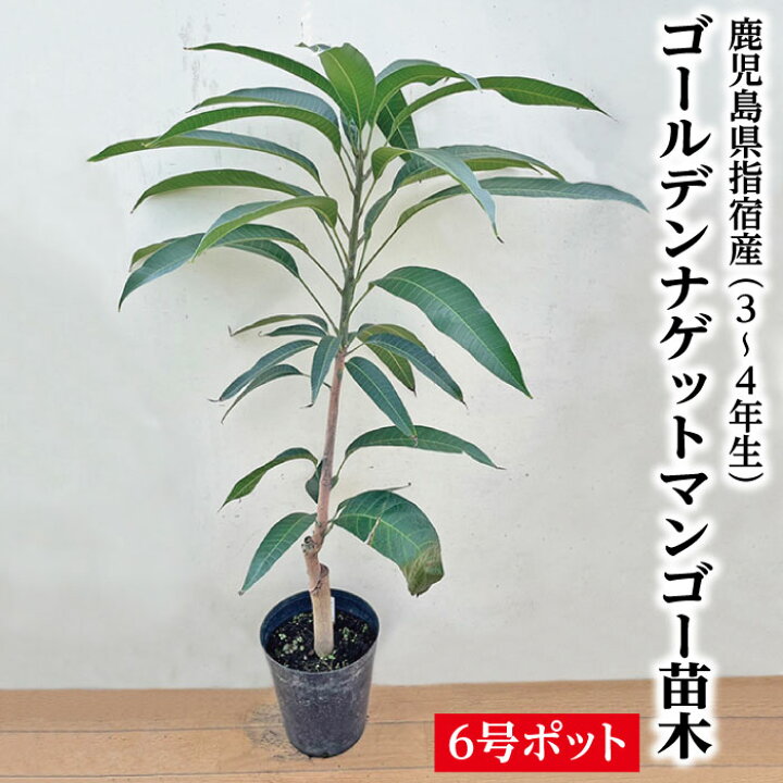 楽天市場】☆レア品種☆入荷しました！【指宿産 ゴールデンナゲット 