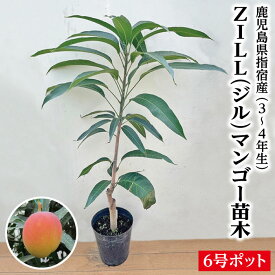 【ZILLマンゴー苗木1本 3〜4年生 6号ポット苗】鹿児島県 指宿産 マンゴー苗 苗 ジルマンゴー ジル ZIIL ギフト 特産品 鹿児島特産品 指宿特産品 苗木 父の日