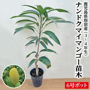 �y�i���h�N�}�C�}���S�[�c��1�{ 3�`4�N�� 6���|�b�g�c�z�������� �w�h�Y �}���S�[�c �c �i���h�N�}�C�}���S�[ �i���h�N�}�C ���Y�i ���������Y�i �w�h���Y�i �M�t�g �c�� ���Ε� ��Ε�