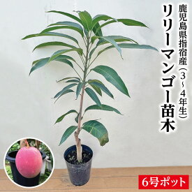 【鹿児島県 指宿産 リリーマンゴー 苗木1本 3〜4年生 6号ポット苗】マンゴー苗 苗 リリー ギフト 特産品 鹿児島特産品 指宿特産品 苗木