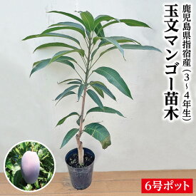 【鹿児島県 指宿産 玉文マンゴー苗木1本 3〜4年生 6号ポット苗】マンゴー苗 苗 玉文マンゴー 観葉植物 観葉 苗木 ギフト 特産品 鹿児島特産品 指宿特産品 父の日