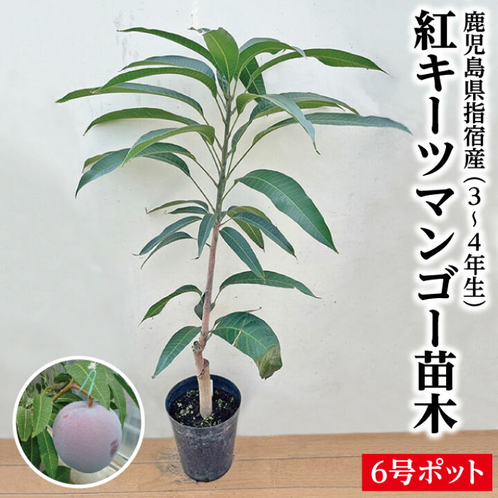 楽天市場】【鹿児島県 指宿産 紅キーツマンゴー 苗木1本 3〜4年生 6号 