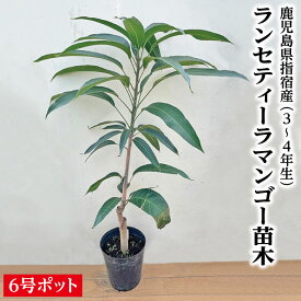【鹿児島県 指宿産 ランセティーラマンゴー苗木 3〜4年生1本 6号ポット苗】マンゴー苗 苗 ランセティーラ 苗木 ギフト 特産品 鹿児島特産品 指宿特産品 父の日