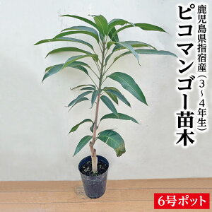 ׂ܂I󏭃AywhY sR}S[ c1{ 3`4N 6|bgczPIKO piko PICO pico c }S[c c sR Mtg OA  whY Yi Yi wh