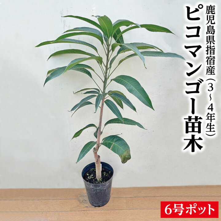 楽天市場】入荷しました！☆希少レア☆【指宿産 ピコマンゴー 苗木1本 