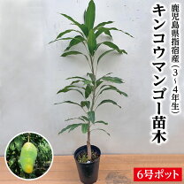 楽天市場】金 蜜 マンゴー（ガーデニング・農業｜花・ガーデン・DIY 