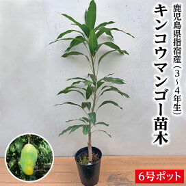 楽天市場】 観葉植物 > マンゴー苗 : 指宿特産品ショップ