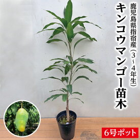 ★希少★レア★数量限定★【キンコウマンゴー苗木1本 3〜4年生 6号ポット苗】鹿児島県 指宿産 マンゴー苗 苗 苗木 キンコウマンゴー キンコウ キンコー マンゴー ギフト 特産品 鹿児島特産品 指宿特産品