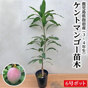 �y�������� �w�h�Y �P���g�}���S�[�c��1�{ 3�`4�N�� 6���|�b�g�c�z�c�� �}���S�[�c �}���S�[�c�� �c �P���g ���Y�i ���������Y�i �w�h���Y�i �M�t�g �c�� ���Ε� ��Ε�