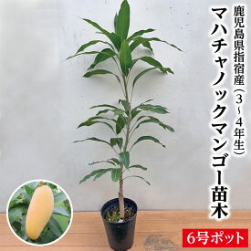 【鹿児島県 指宿産 マハチャノックマンゴー苗木1本 3〜4年生 6号ポット苗】マンゴー苗 苗 マハチャノックマンゴー マハチャノック 特産品 鹿児島特産品 指宿特産品 ギフト 苗木