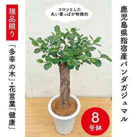 楽天市場 パンダガジュマル 種類 植物 ドラセナ 幸福の木 の通販