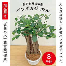 楽天市場 パンダガジュマル 種類 植物 ドラセナ 幸福の木 の通販