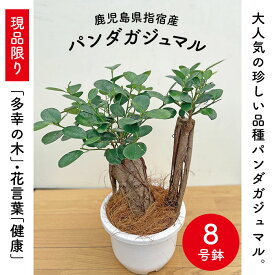 楽天市場 パンダガジュマル 種類 植物 ドラセナ 幸福の木 の通販