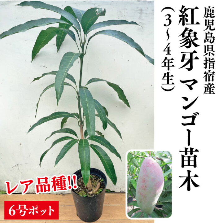 楽天市場】☆レア品種☆入荷しました！【指宿産 紅象牙マンゴー 苗木1 