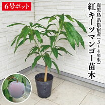 楽天市場】アップルマンゴー 苗の通販