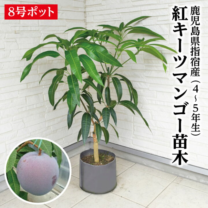 楽天市場】【鹿児島県 指宿産 紅キーツマンゴー苗木1本 4〜5年生 8号 