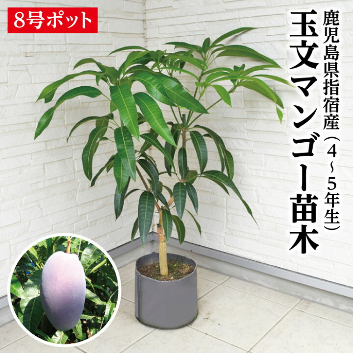 楽天市場】【鹿児島県 指宿産 玉文マンゴー苗木1本 4〜5年生 8号不織布 