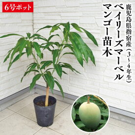 ★新商品入荷★【ベイリーズマーベルマンゴー苗木1本 3〜4年生 6号ポット苗】鹿児島県 指宿産 マンゴー苗 苗 ベイリーズマーベル ギフト 特産品 鹿児島特産品 指宿特産品