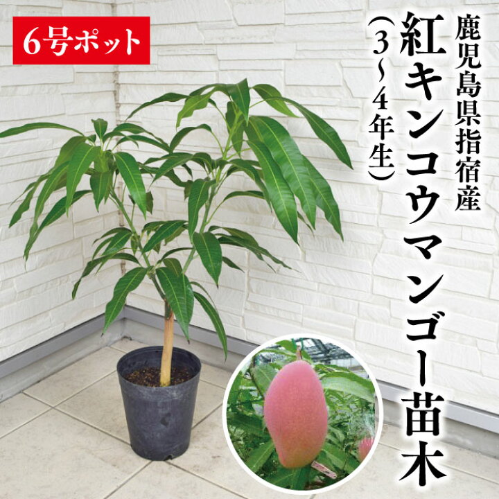 楽天市場】【紅キンコウマンゴー苗木1本 3〜4年生 6号ポット苗】鹿児島 