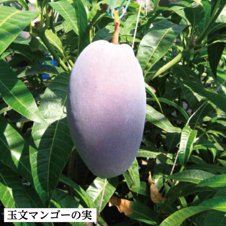 楽天市場】【鹿児島県 指宿産 玉文マンゴー苗木1本 3〜4年生 6号ポット 