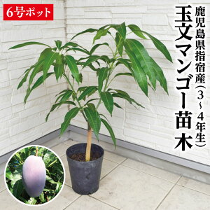 �y�������� �w�h�Y �ʕ��}���S�[�c��1�{ 3�`4�N�� 6���|�b�g�c�z�}���S�[�c �c �ʕ��}���S�[ �ϗt�A�� �ϗt �c�� �M�t�g ���Y�i ���������Y�i �w�h���Y�i ���Ε� ��Ε�